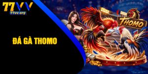 Đá Gà Thomo